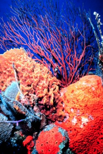 Brilliant Coral Reef