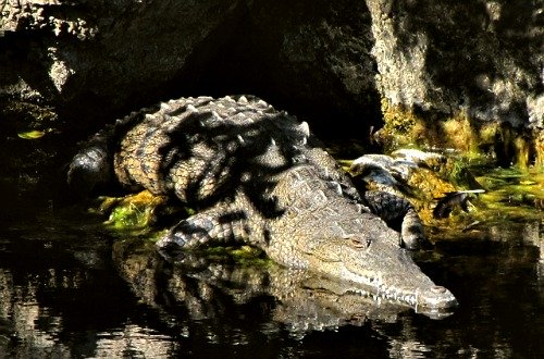 Crocodile at Crocodile Lake National Wildlife Refuge