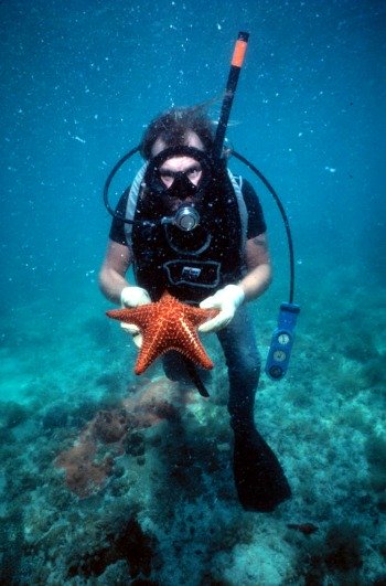 Diver Holding Starfish at Alexander's Wreck