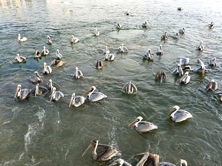 Group Of Pelicans Spotted On Eco Trip