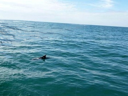 Eco Tour Dolphin Watch