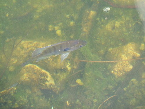 Fish In The Water At Blue Hole, National Key Deer Refuge, Big Pine Key