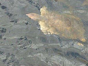 Florida softshell turtle swimming in the swamp at Everglades National Park