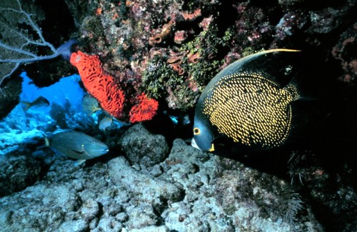 French Angelfish and Coral
