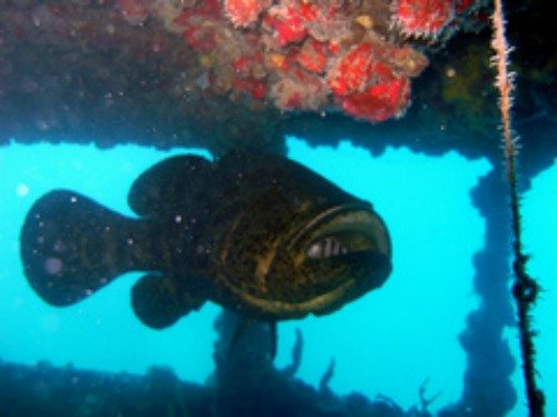 Large Goliath Grouper and Diver