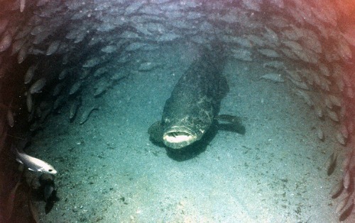 Goliath Grouper also called Jewfish lurking deep below