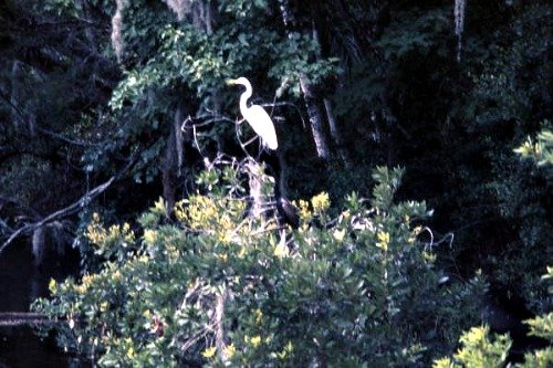 Great White Heron In A Tree