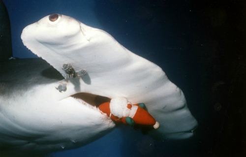 Hammerhead Shark with Santa Claus in Mouth