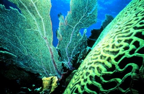 Fan Coral Are Delicately Lacey Especially When Next to Sturdy Brain Coral