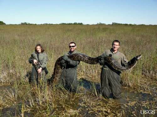 Large Python Being Held By Biologists