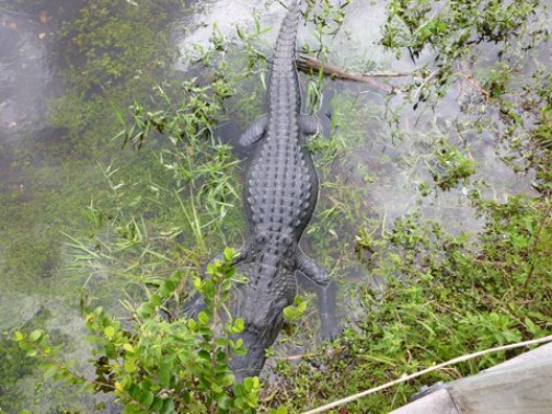 Long View of Alligator from Platform