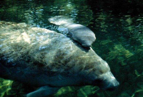 Mother Manatee with Baby Calf