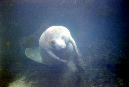 Manatees are the mermaids of old