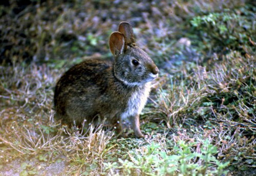 Lower Keys Marsh Rabbit