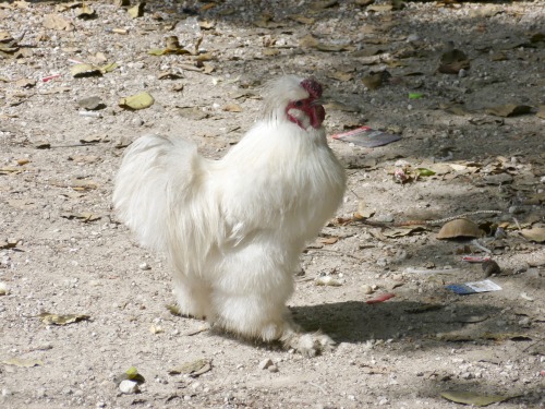 Mr. Chapman's Rare White Chinese Rooster