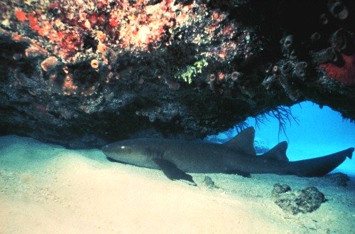 Nurse Shark Swimming Below a Ledge at Samantha Reef