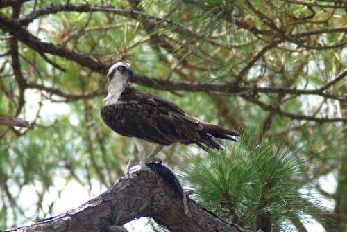 Osprey With Mullet