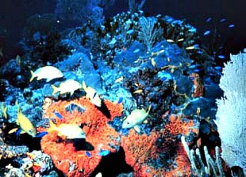 Coral Reefs are Home to Numerous Florida Fish