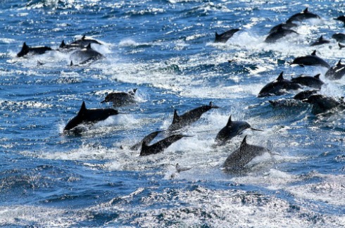 Pod of Dolphins Swimming
