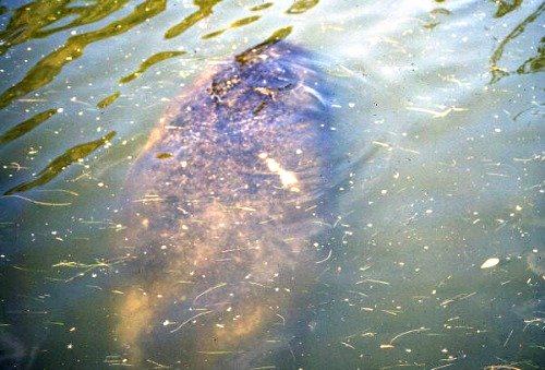 Propeller marks on a manatee