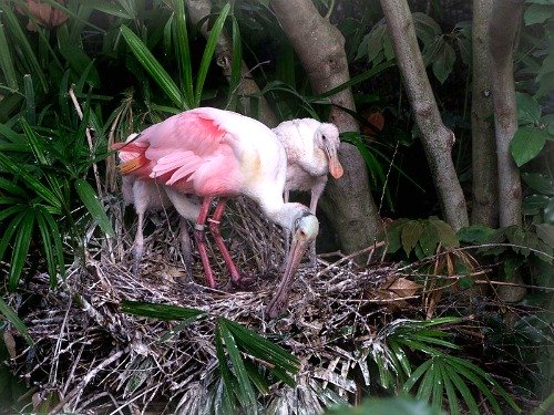 Florida Keys Roseate Spoonbill with Chick in Nest