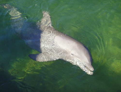 Single Bottlenose Dolphin