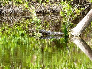 Alligator Resting in the Everglades National Park Swamp