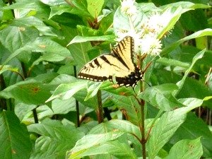 Eastern Swallowtail Butterfly Gathering Nectar from Pond Apple