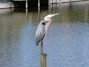 Great Blue Heron Perched on a Post