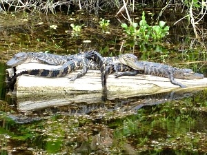 Three Juvenile Alligators Lying on each other in the sun