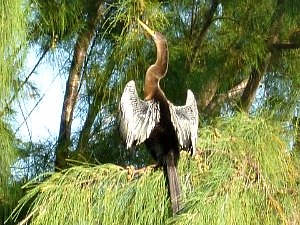 Male Anhinga Spreads His Wings to Dry Off