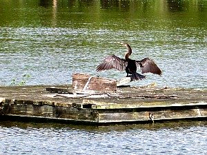 Male Anhinga Spreads HIs Wings to Dry Off