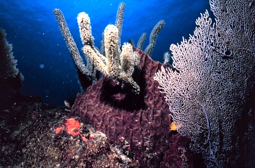 Sponges And Coral Live Together