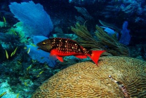 Spectacularly red stoplight parrotfish live amid the coral reefs