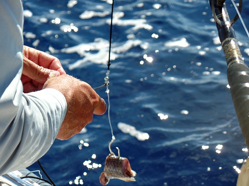 Strobe Lights And Tuna Being Hooked Onto A Deep Drop Reel and Line