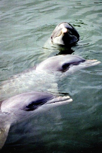 Three Dolphin