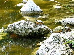 Turtles Sunning on Rocks at Everglades National Park