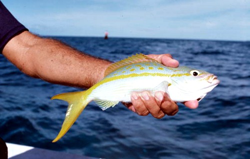 Yellowtail Snapper Are Popular Florida Fish