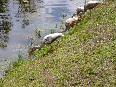 Juvenile Ibises Feeding at the Everglades