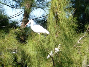 Group of white ibis perched in trees